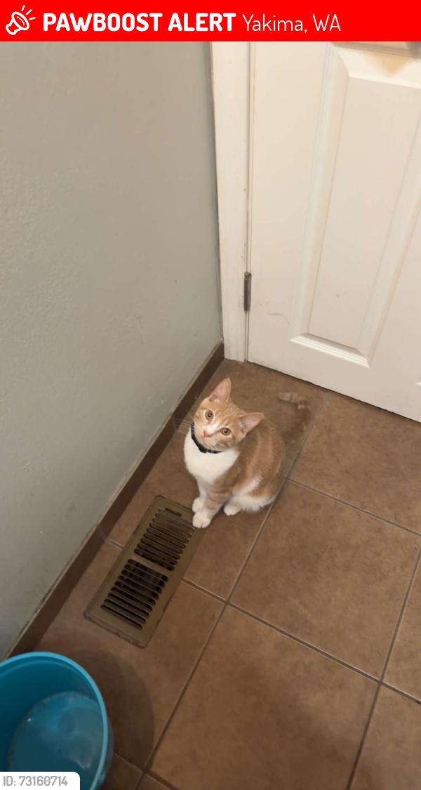 Lost Male Cat last seen On the porch or by garage, Yakima, WA 98902