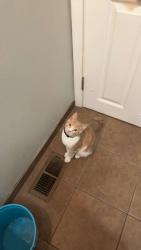 Lost Male Cat last seen On the porch or by garage, Yakima, WA 98902
