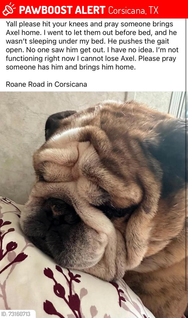 Lost Male Dog last seen Near FM 3041 Corsicana, Corsicana, TX 75109