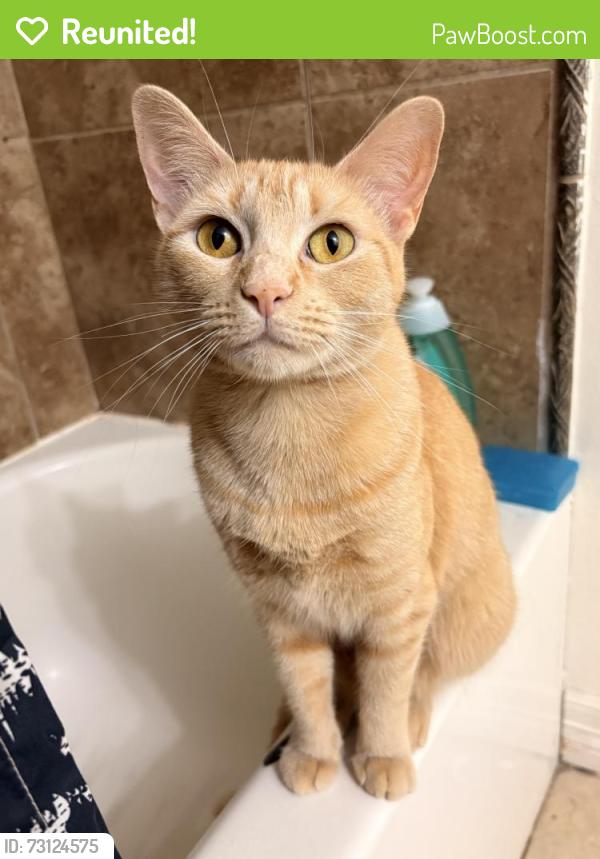 Reunited Female Cat last seen Ryton ln, rainy river, Houston, TX 77088