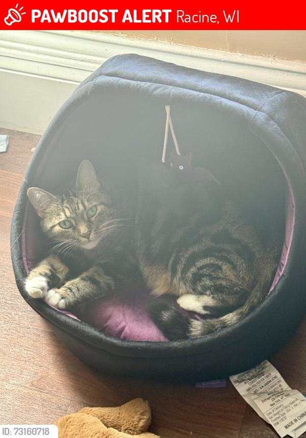 Lost Female Cat last seen Near block, Racine, WI 53404