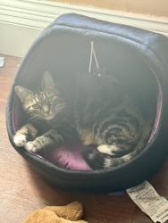 Lost Female Cat last seen Near block, Racine, WI 53404