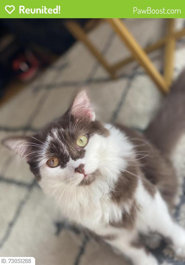 Reunited Male Cat last seen Near St Paul Ave, St Paul, MN 55116, USA, Saint Paul, MN 55116