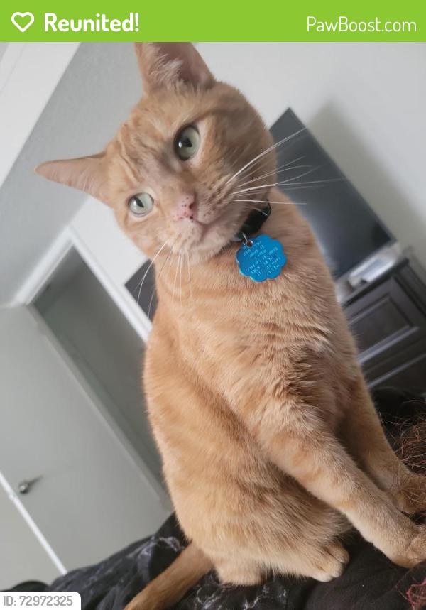 Reunited Male Cat last seen E Washington St, Shelbyville, IN 46176