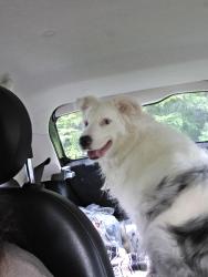 Found/Stray Male Dog last seen Holbert Cove Rd between Glenn Echo and Sam's Gap, Polk County, NC 28773