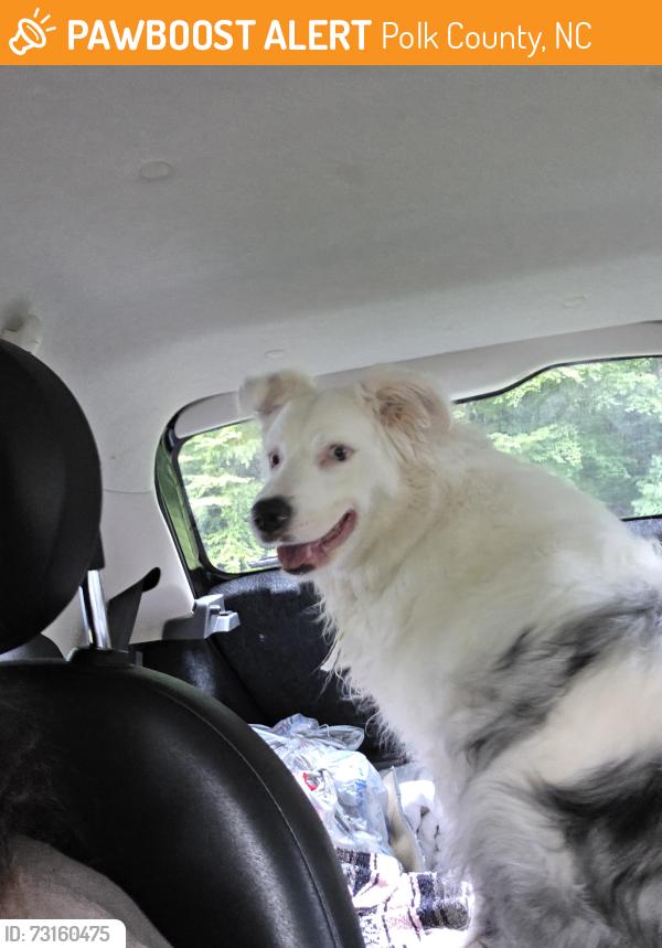 Found/Stray Male Dog last seen Holbert Cove Rd between Glenn Echo and Sam's Gap, Polk County, NC 28773