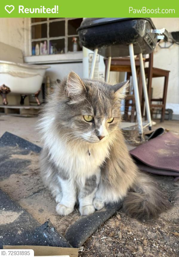 Reunited Female Cat last seen Dr sue shook elementary/ paseo del este rd, El Paso, TX 79928