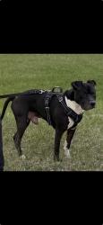 Lost Male Dog last seen Page, St. Louis, MO 63112