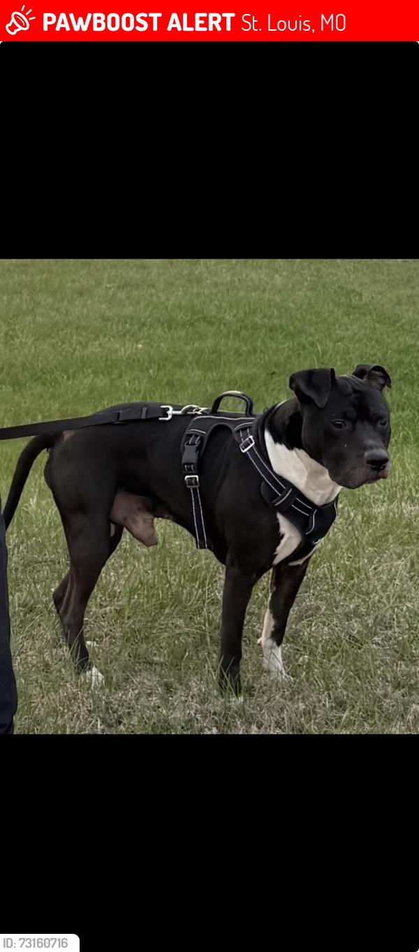 Lost Male Dog last seen Page, St. Louis, MO 63112