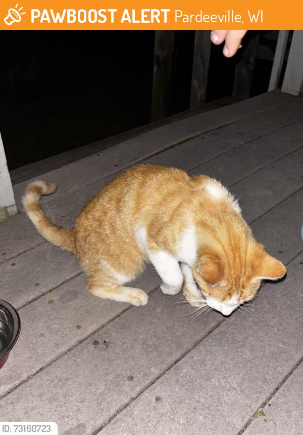 Found/Stray Female Cat last seen Near campsite, Pardeeville, WI 53954