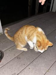 Found/Stray Female Cat last seen Near campsite, Pardeeville, WI 53954