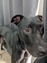 Reunited Male Dog last seen Northrop and cedar, Lansing, MI 48911