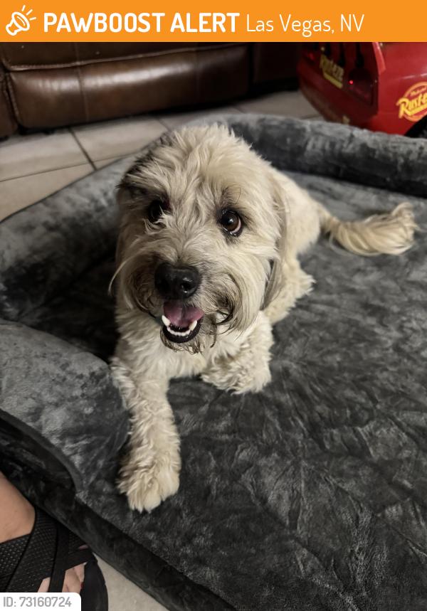 Found/Stray Male Dog last seen Charleston and Lamb, Las Vegas, NV 89104