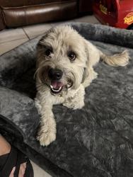 Found/Stray Male Dog last seen Charleston and Lamb, Las Vegas, NV 89104