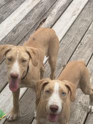 Found/Stray Male Dog last seen Woods edge ll, Raeford, NC 28376