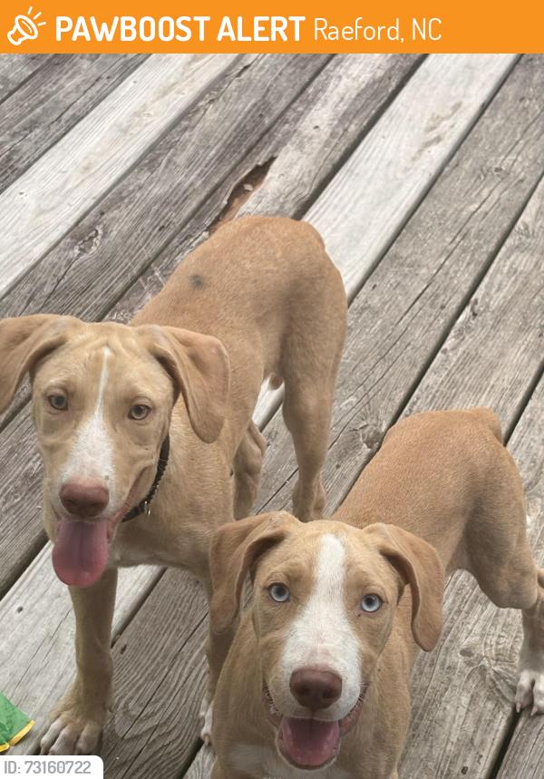 Found/Stray Male Dog last seen Woods edge ll, Raeford, NC 28376