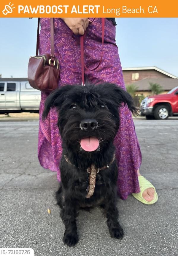 Found/Stray Female Dog last seen Traffic Circle- Lakewood Blvd., Long Beach, CA 90815