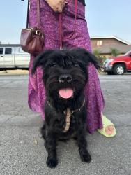 Found/Stray Female Dog last seen Traffic Circle- Lakewood Blvd., Long Beach, CA 90815