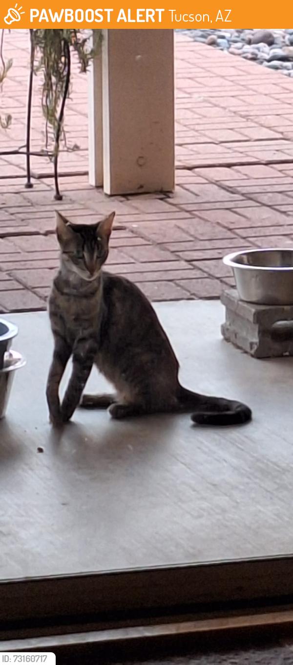 Found/Stray Unknown Cat last seen Wilmot and Golflinks, Tucson, AZ 85730