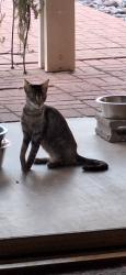 Found/Stray Unknown Cat last seen Wilmot and Golflinks, Tucson, AZ 85730
