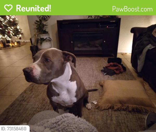 Reunited Male Dog last seen 51st Ave & Mcdowell, Phoenix, AZ 85035