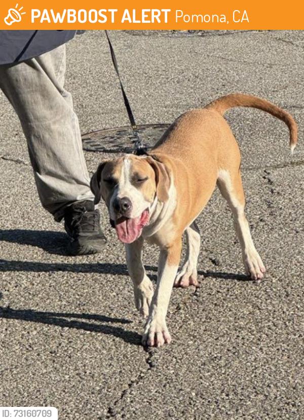 Found/Stray Male Dog last seen Orange Grove and Monroe, Pomona, CA 91799