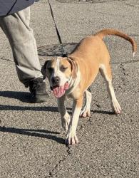 Found/Stray Male Dog last seen Orange Grove and Monroe, Pomona, CA 91799