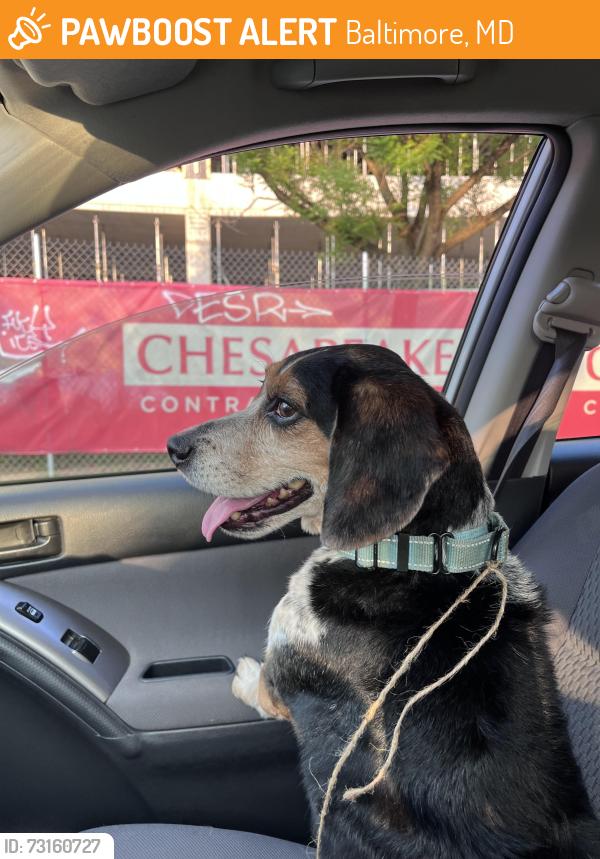 Found/Stray Male Dog last seen S carrollton Avenue and pratt, Baltimore, MD 21223