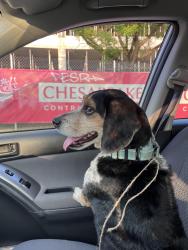 Found/Stray Male Dog last seen S carrollton Avenue and pratt, Baltimore, MD 21223