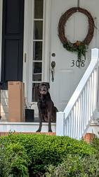 Found/Stray Male Dog last seen Lenhardt mini farms, Easley, SC 29640