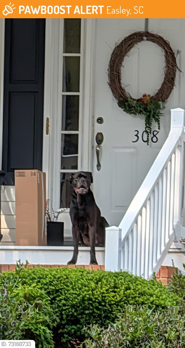 Found/Stray Male Dog last seen Lenhardt mini farms, Easley, SC 29640