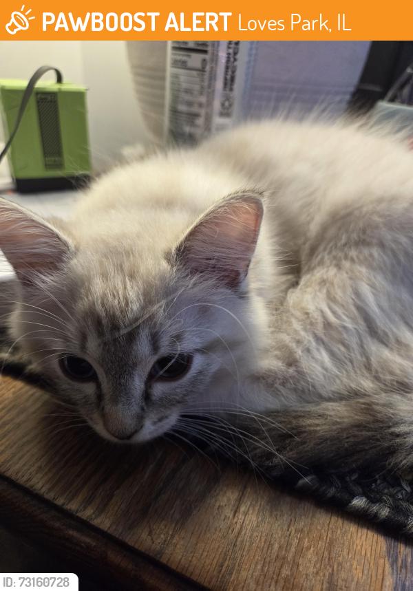 Found/Stray Female Cat last seen willowbrook, Loves Park, IL 61111