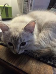 Found/Stray Female Cat last seen willowbrook, Loves Park, IL 61111