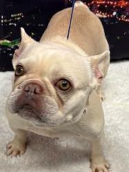 Found/Stray Unknown Dog last seen Located at Rockdale County Animal Service, 1506 Rockbridge Road, Conyers, GA 30012, Conyers, GA 30012