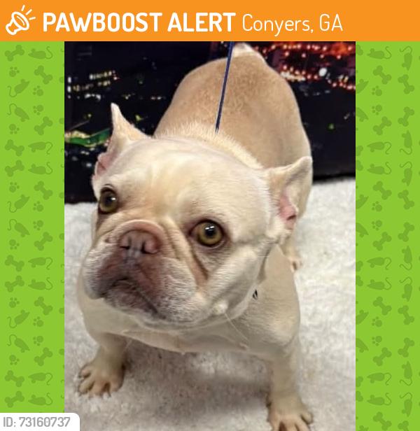 Found/Stray Unknown Dog last seen Located at Rockdale County Animal Service, 1506 Rockbridge Road, Conyers, GA 30012, Conyers, GA 30012