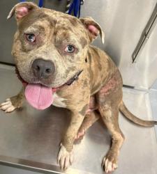 Found/Stray Unknown Dog last seen Located at Rockdale County Animal Service, 1506 Rockbridge Road, Conyers, GA 30012, Conyers, GA 30012