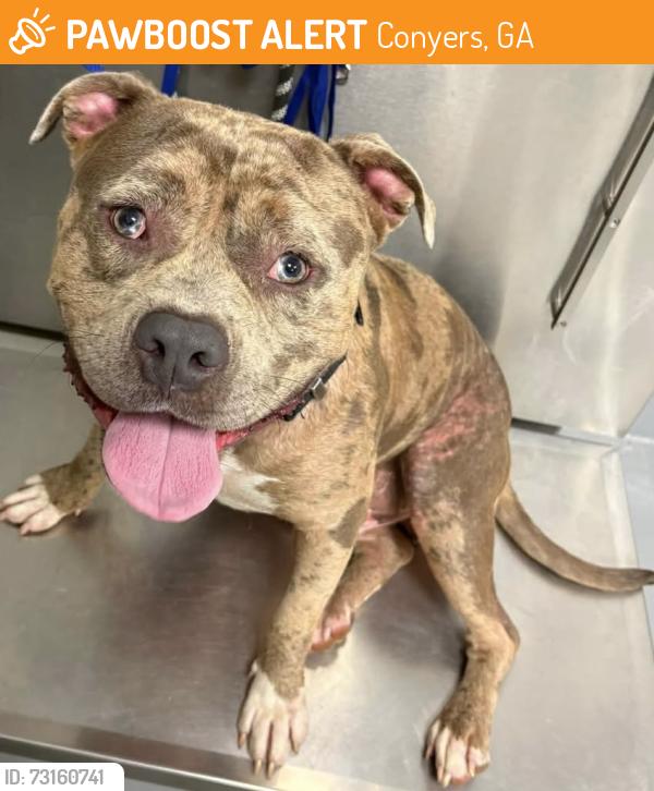 Found/Stray Unknown Dog last seen Located at Rockdale County Animal Service, 1506 Rockbridge Road, Conyers, GA 30012, Conyers, GA 30012
