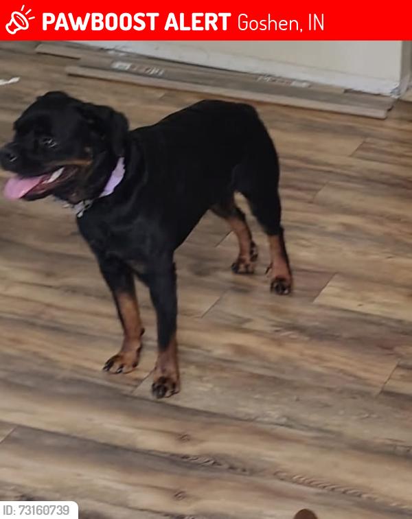 Lost Female Dog last seen Dutchman RV, Goshen, IN 46526