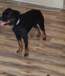 Lost Female Dog last seen Dutchman RV, Goshen, IN 46526