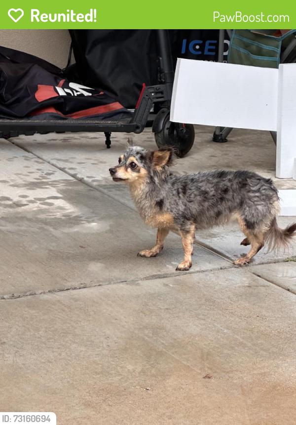 Reunited Female Dog last seen Villeta Ave, Las Cruces, NM 88012, USA, Las Cruces, NM 88012