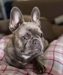 Reunited Male Dog last seen Ocean Villas apmts, Oxnard, CA 93033