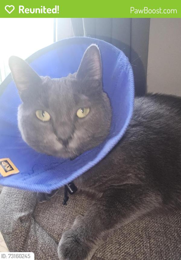 Reunited Female Cat last seen Sherburn & Grundy - Principal Sparling school, Winnipeg, MB R3E 2N2