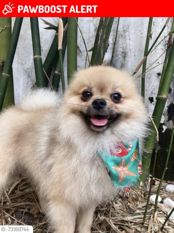 Lost Male Dog last seen Primero de mayo Veracruz, Primero de Mayo, Ver. 93538