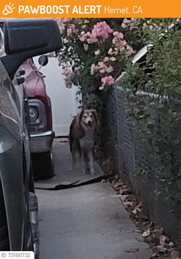 Found/Stray Female Dog last seen Leslie Dr and San Jacinto St, Hemet, CA 92544