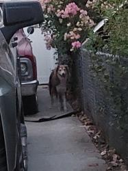 Found/Stray Female Dog last seen Leslie Dr and San Jacinto St, Hemet, CA 92544