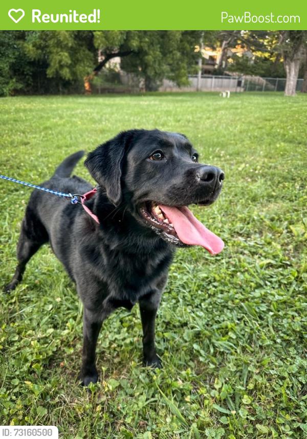 Reunited Female Dog last seen Village près church and prairie school, Prairie Village, KS 66208