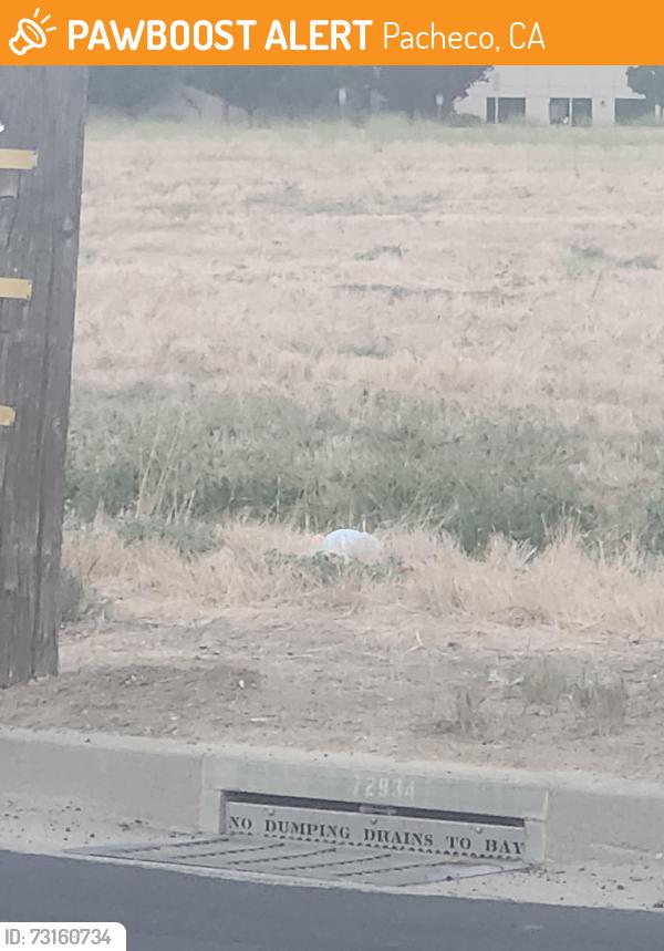 Found/Stray Unknown Cat last seen Marsh and Aria, Pacheco, CA 94520