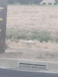 Found/Stray Unknown Cat last seen Marsh and Aria, Pacheco, CA 94520