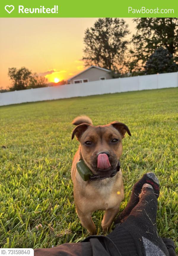 Reunited Male Dog last seen Route 100 and Stauffer Rd, Bechtelsville, PA 19505