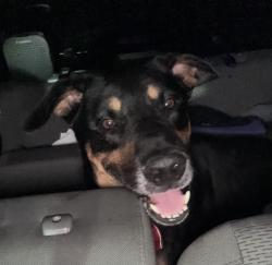 Found/Stray Unknown Dog last seen Port St. Lucie, Port St. Lucie, FL 34986